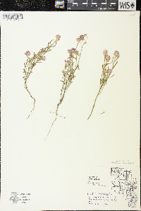 Polygala sanguinea image