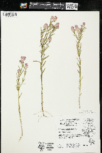 Polygala sanguinea image