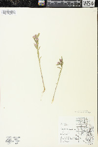 Polygala sanguinea image