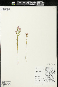 Polygala sanguinea image