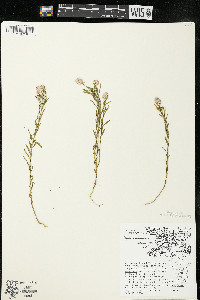 Polygala sanguinea image