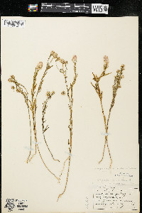 Polygala sanguinea image