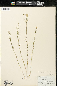 Polygala sanguinea image