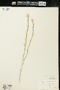 Polygala sanguinea image
