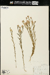 Polygala sanguinea image