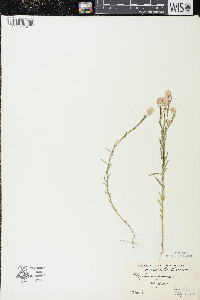 Polygala sanguinea image