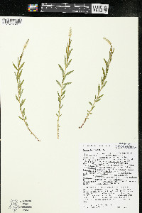 Polygala senega image