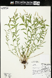 Polygala senega image