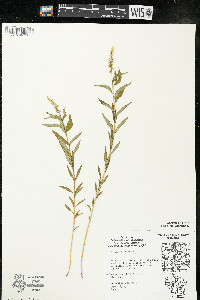 Polygala senega image