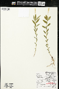 Polygala senega image