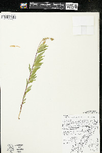 Polygala senega image