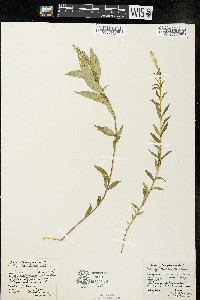 Polygala senega image