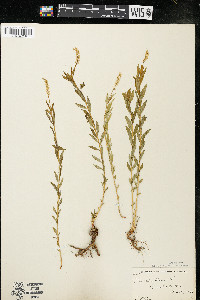 Polygala senega image