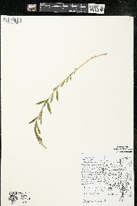 Polygala senega image