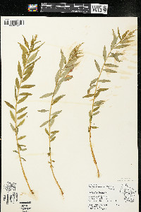 Polygala senega image