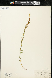 Polygala senega image