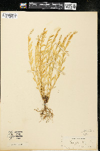 Polygala senega image