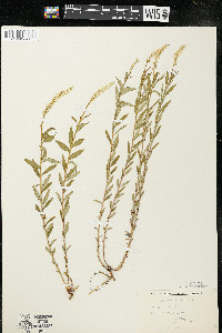 Polygala senega image