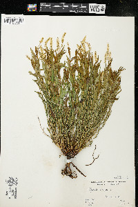 Polygala senega image