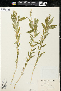 Polygala senega image