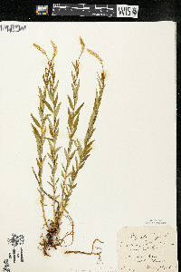 Polygala senega image