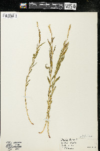 Polygala senega image