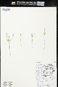 Polygala verticillata image