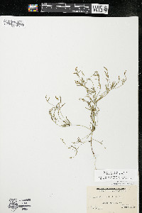 Polygala verticillata image