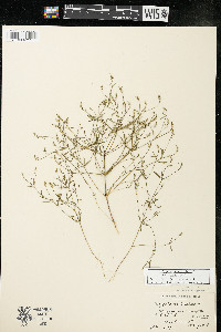 Polygala verticillata image