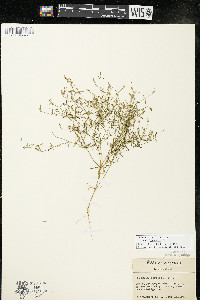 Polygala verticillata image