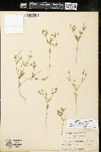 Polygala verticillata var. isocycla image