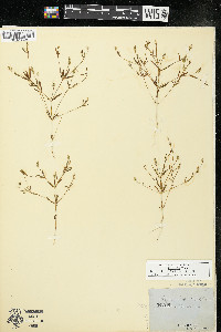 Polygala verticillata image