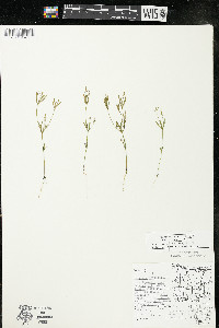 Polygala verticillata image