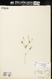 Polygala verticillata image