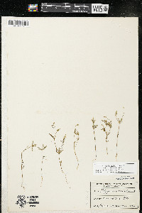 Polygala verticillata var. isocycla image