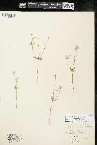 Polygala verticillata var. isocycla image