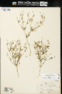 Polygala verticillata image