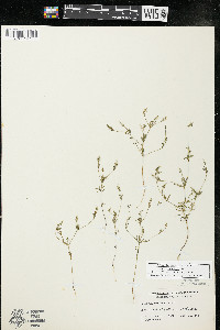 Polygala verticillata var. isocycla image