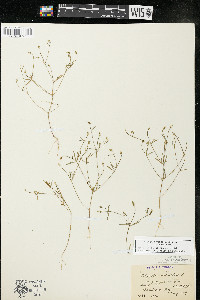 Polygala verticillata image