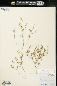 Polygala verticillata image