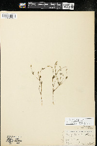 Polygala verticillata image