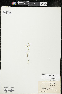 Polygala verticillata var. isocycla image