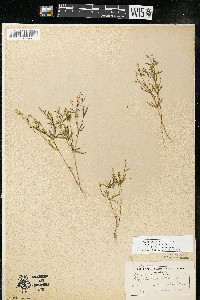 Polygala verticillata image