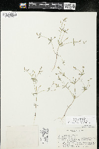 Polygala verticillata image