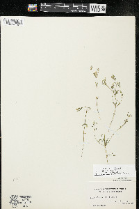 Polygala verticillata var. isocycla image