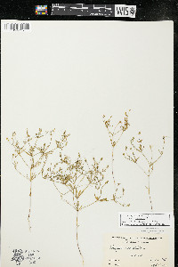 Polygala verticillata var. isocycla image