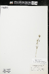 Polygala verticillata image