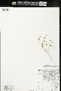 Polygala verticillata image