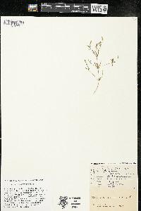 Polygala verticillata image