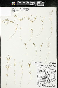 Polygala verticillata image